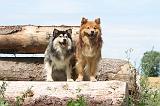 CHIEN FINNOIS DE LAPONIE 263
